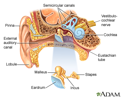 Anatomia da orelha